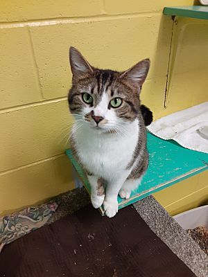 Lovebug, a Adoptable Domestic Short Hair in Pottsville, PA image 1/2