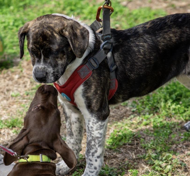 Enlarge Cheesecake , a Adoptable mixed breed in Columbia, MD image 6/6