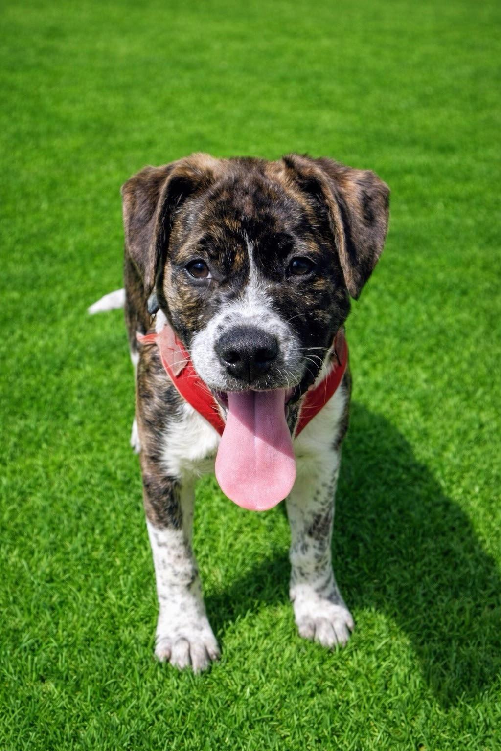 Enlarge Cheesecake , a Adoptable mixed breed in Columbia, MD image 2/6