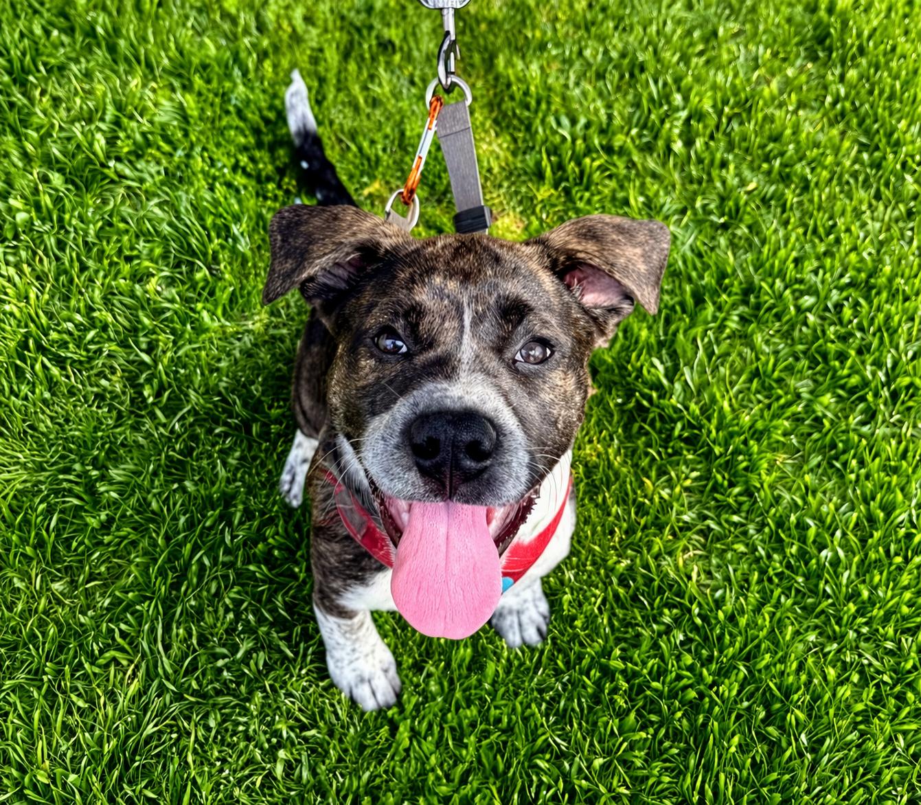 Enlarge Cheesecake , a Adoptable mixed breed in Columbia, MD image 1/6