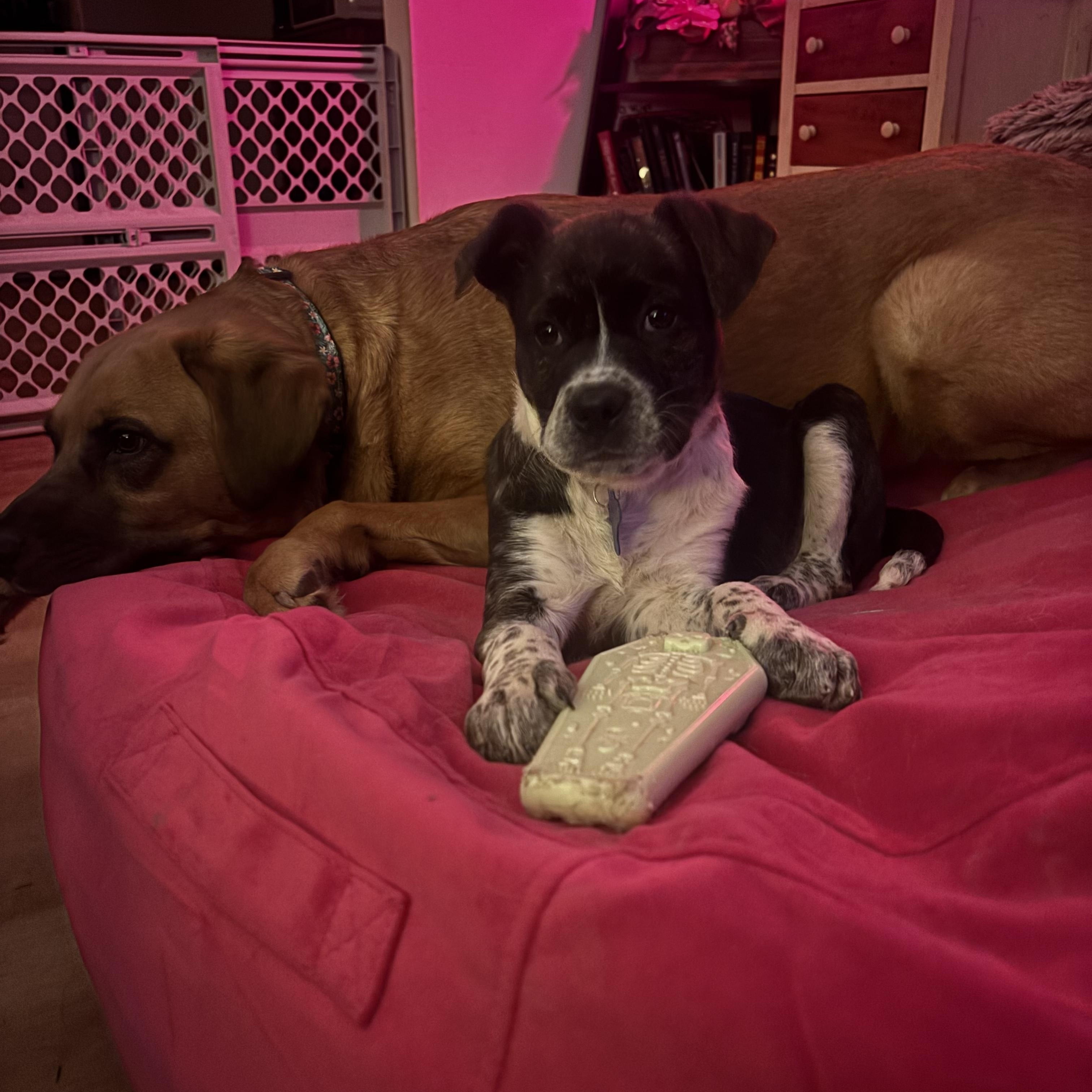 Enlarge Cheesecake , a Adoptable mixed breed in Columbia, MD image 4/6