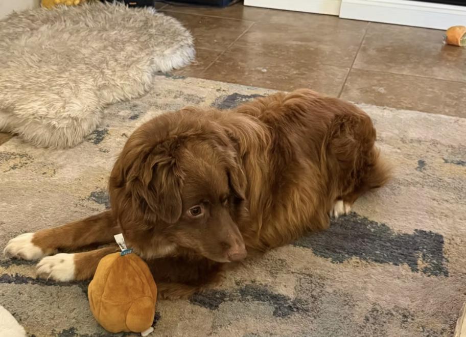 Possum, Adoptable, Adult Male Australian Shepherd.