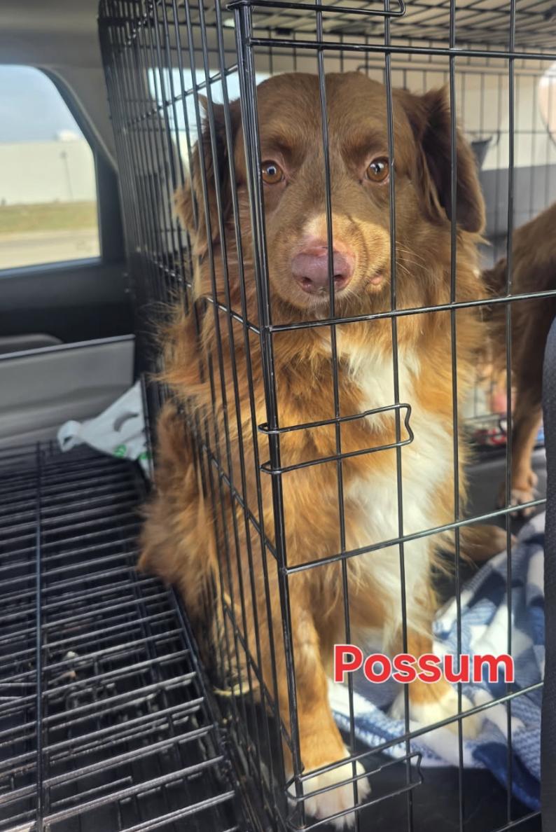 Enlarge Possum, a Adoptable Australian Shepherd in Arlington, TX image 1/2