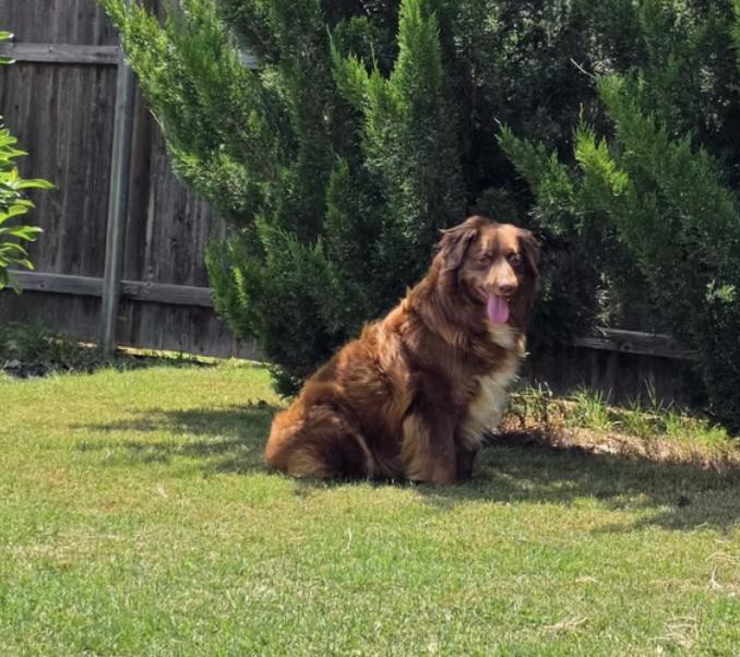 Possum, a Adoptable Australian Shepherd in Arlington, TX image 2/6