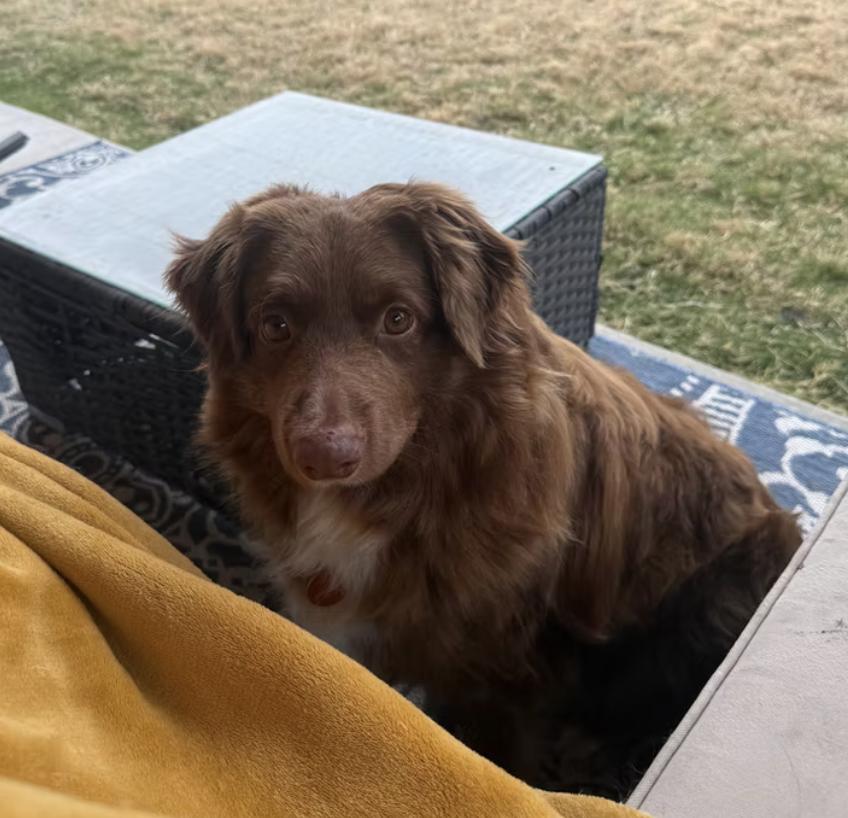 Possum, a Adoptable Australian Shepherd in Arlington, TX image 3/6