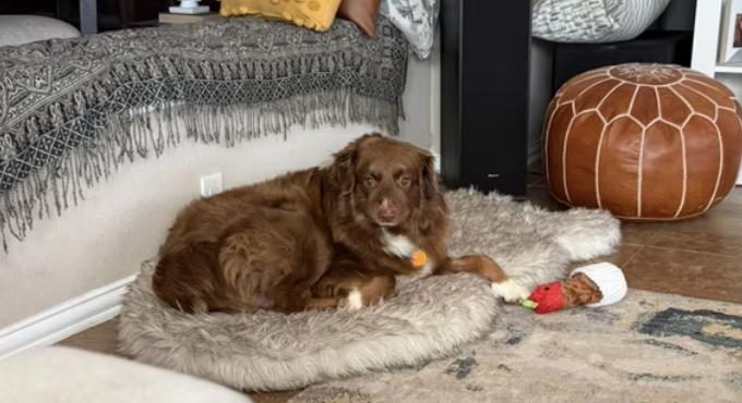 Possum, a Adoptable Australian Shepherd in Arlington, TX image 6/6