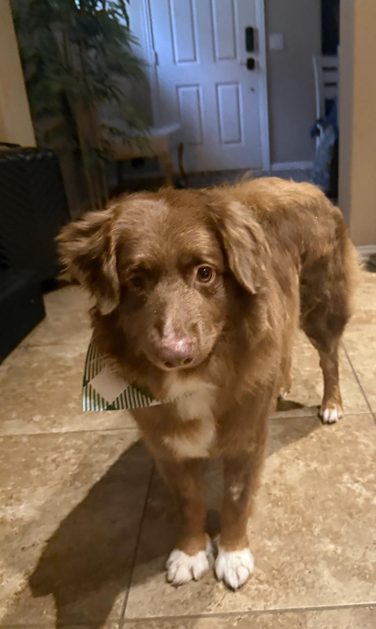 Enlarge Possum, a Adoptable Australian Shepherd in Arlington, TX image 2/2