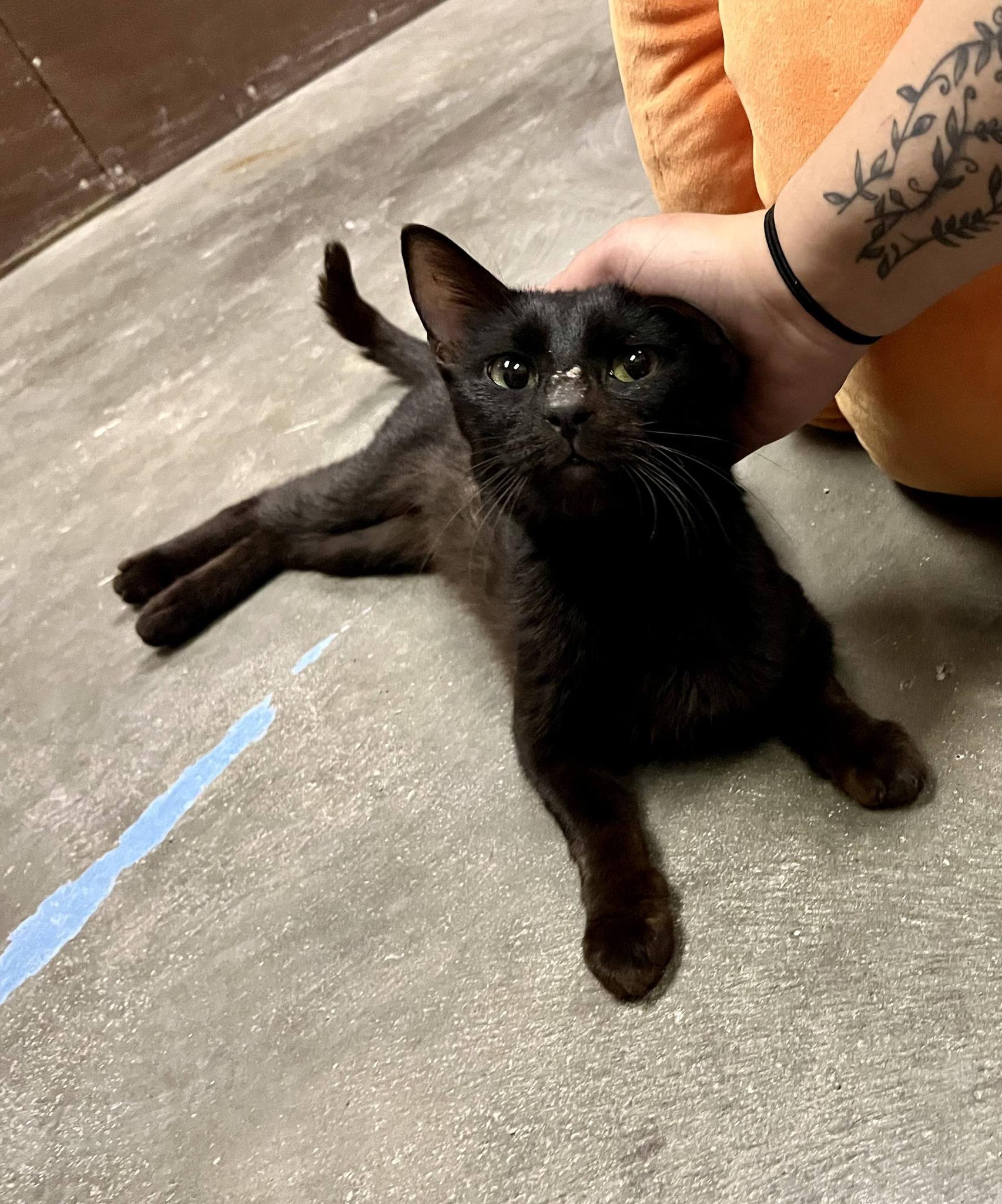 Enlarge luna, a ADOPTABLE Domestic Short Hair in Leavenworth, KS image 2/2