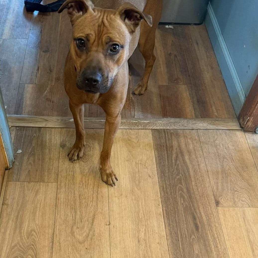 Kylie, ADOPTABLE, Young Female Boxer.