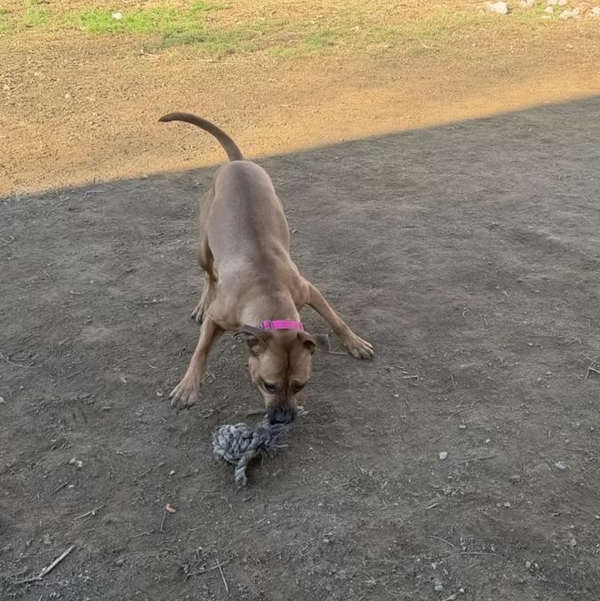 Enlarge Kylie, a ADOPTABLE mixed breed in Haskell, NJ image 2/3