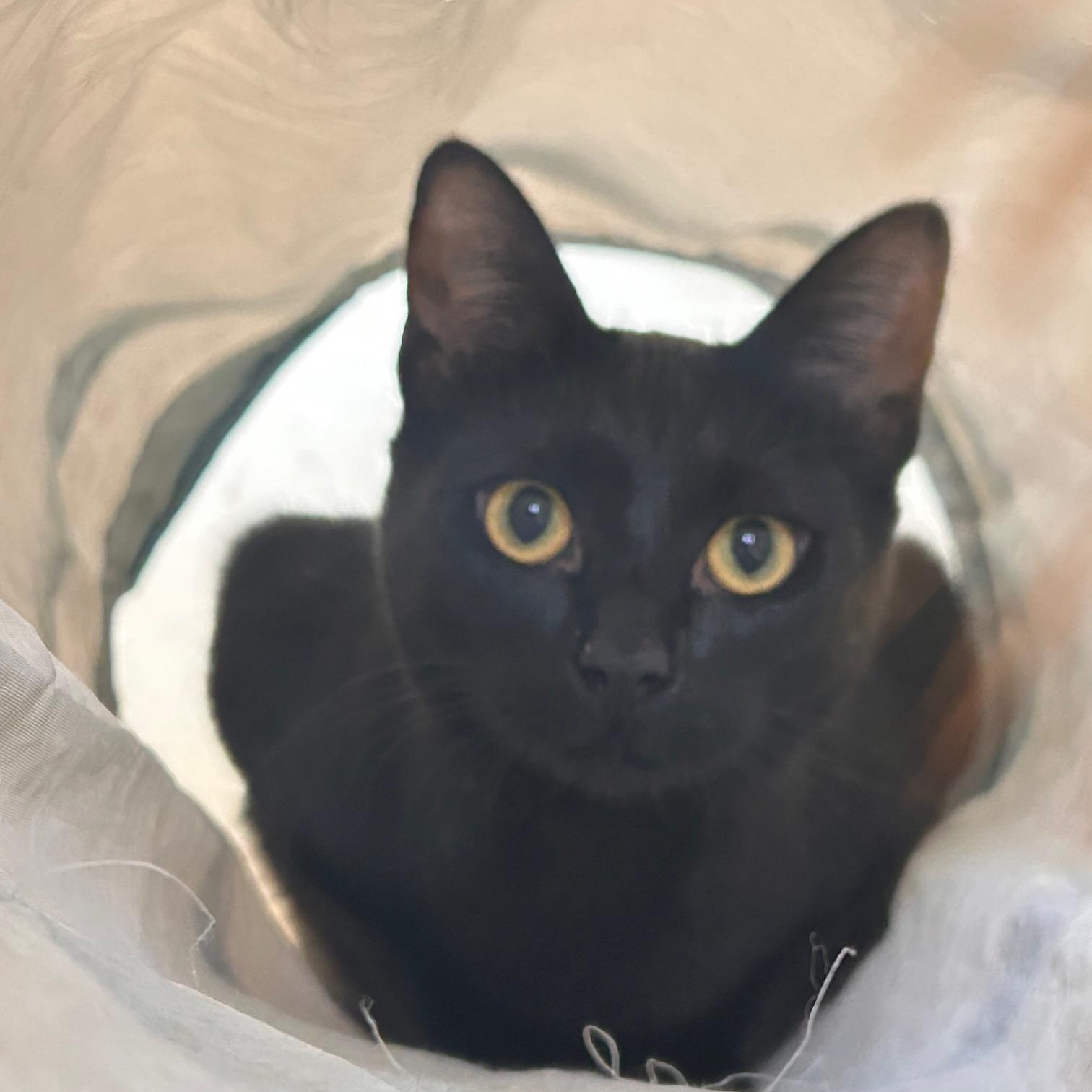 Sozo , adopted, Young Male Domestic Short Hair.