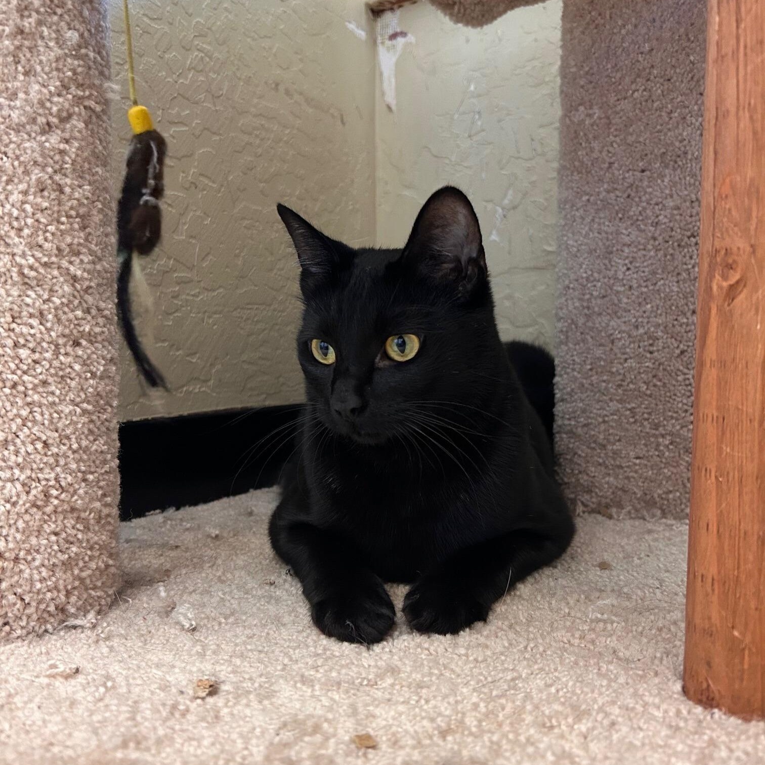 Sozo , an adopted mixed breed in Benicia, CA image 2/6