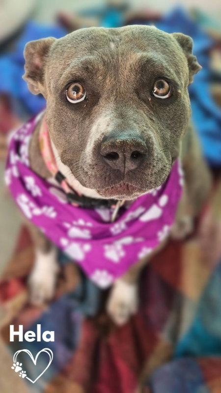 Hela, a Adoptable Pit Bull Terrier in Monte Vista, CO image 1/3