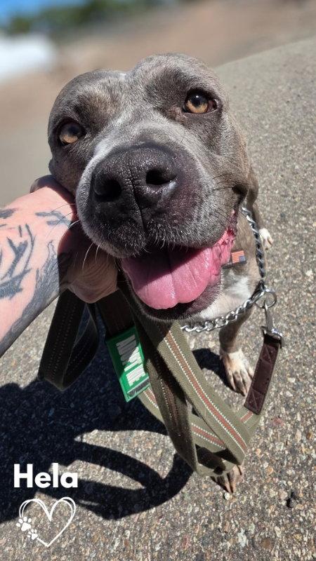 Enlarge Hela, a Adoptable Pit Bull Terrier in Monte Vista, CO image 1/3