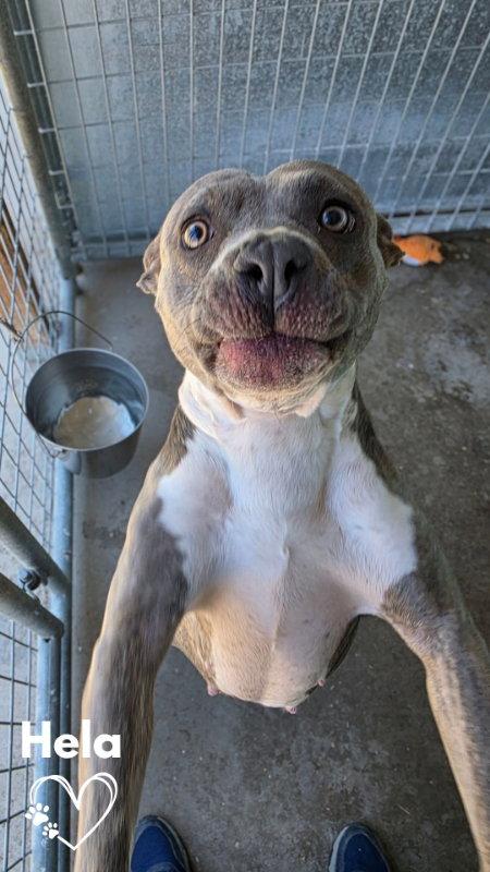 Hela, Adoptable, Adult Female Pit Bull Terrier.