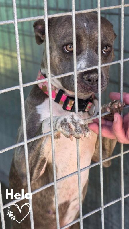 Enlarge Hela, a Adoptable Pit Bull Terrier in Monte Vista, CO image 3/3