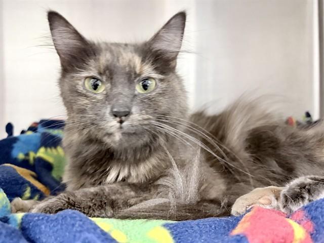 MARIPOSA, Adoptable, Young Female Domestic Long Hair.