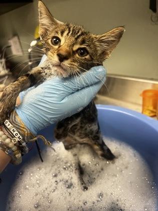 Haku 2, Adoptable, Kitten Male Domestic Short Hair & Domestic Short Hair.