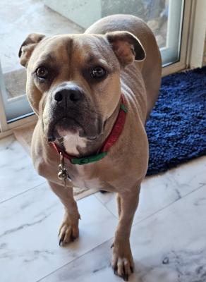 Enlarge Sadie, a Adoptable mixed breed in Santa Paula, CA image 1/1