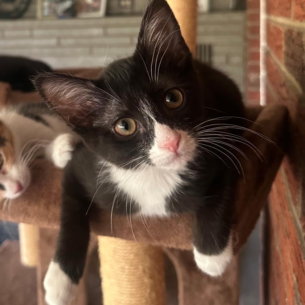 Donut, adopted, Kitten Female Domestic Short Hair.