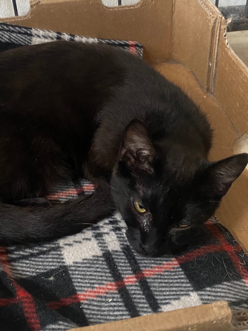 Chica, Adoptable, Young Female Domestic Short Hair.