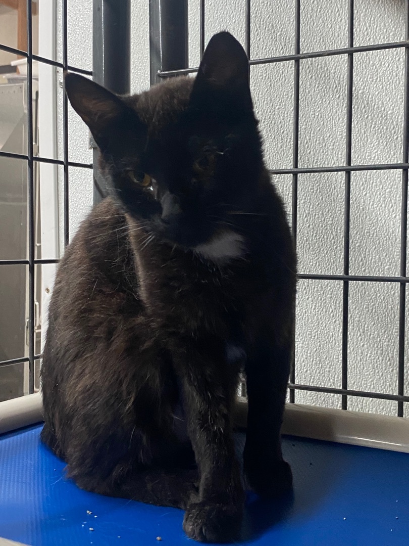 Enlarge Chica, a Adoptable Domestic Short Hair in Okanogan, WA image 2/6