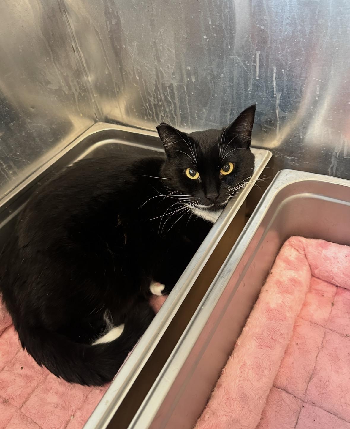 Enlarge Chica, a Adoptable Domestic Short Hair in Okanogan, WA image 2/2