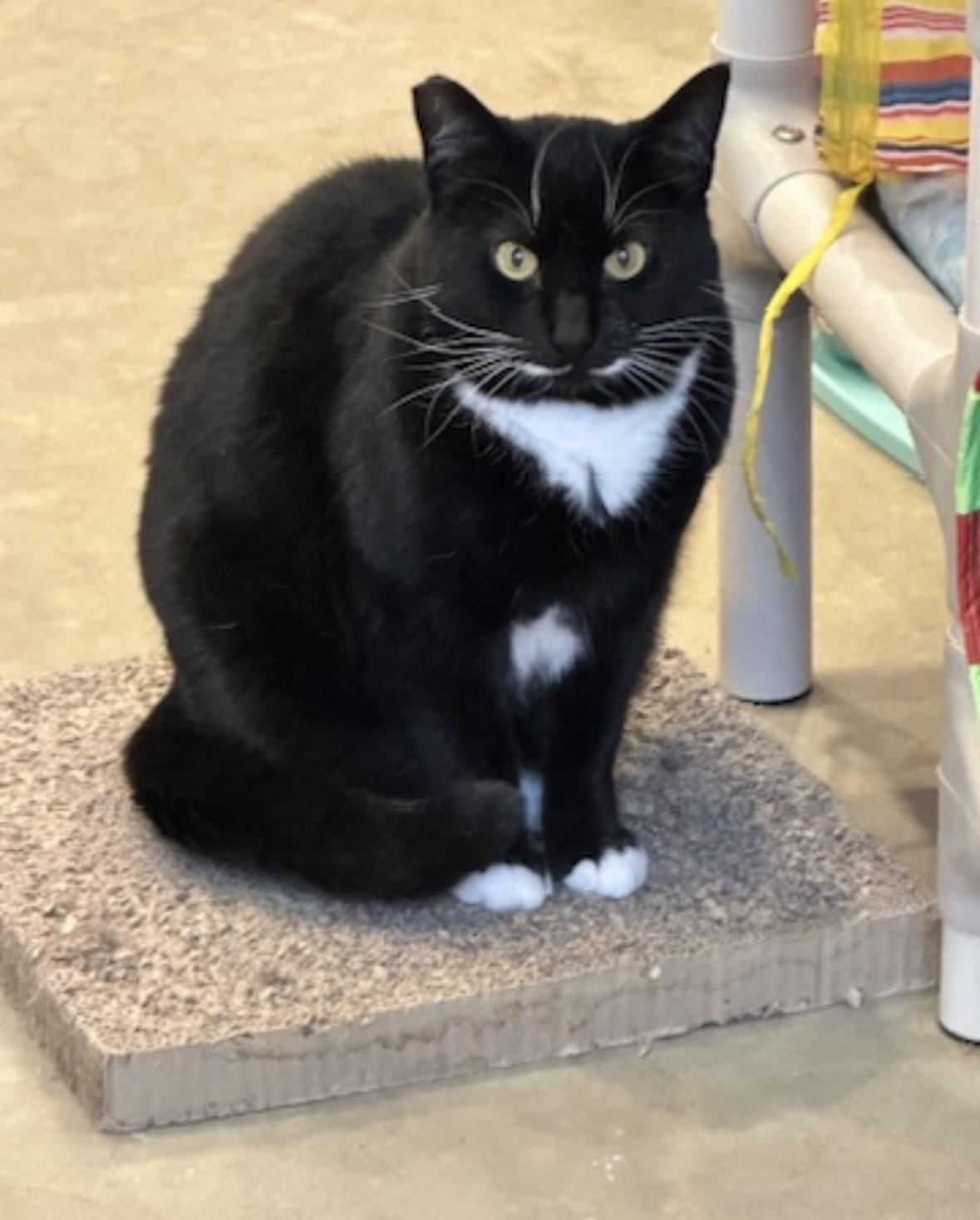 Chica, Adoptable, Young Female Domestic Short Hair.