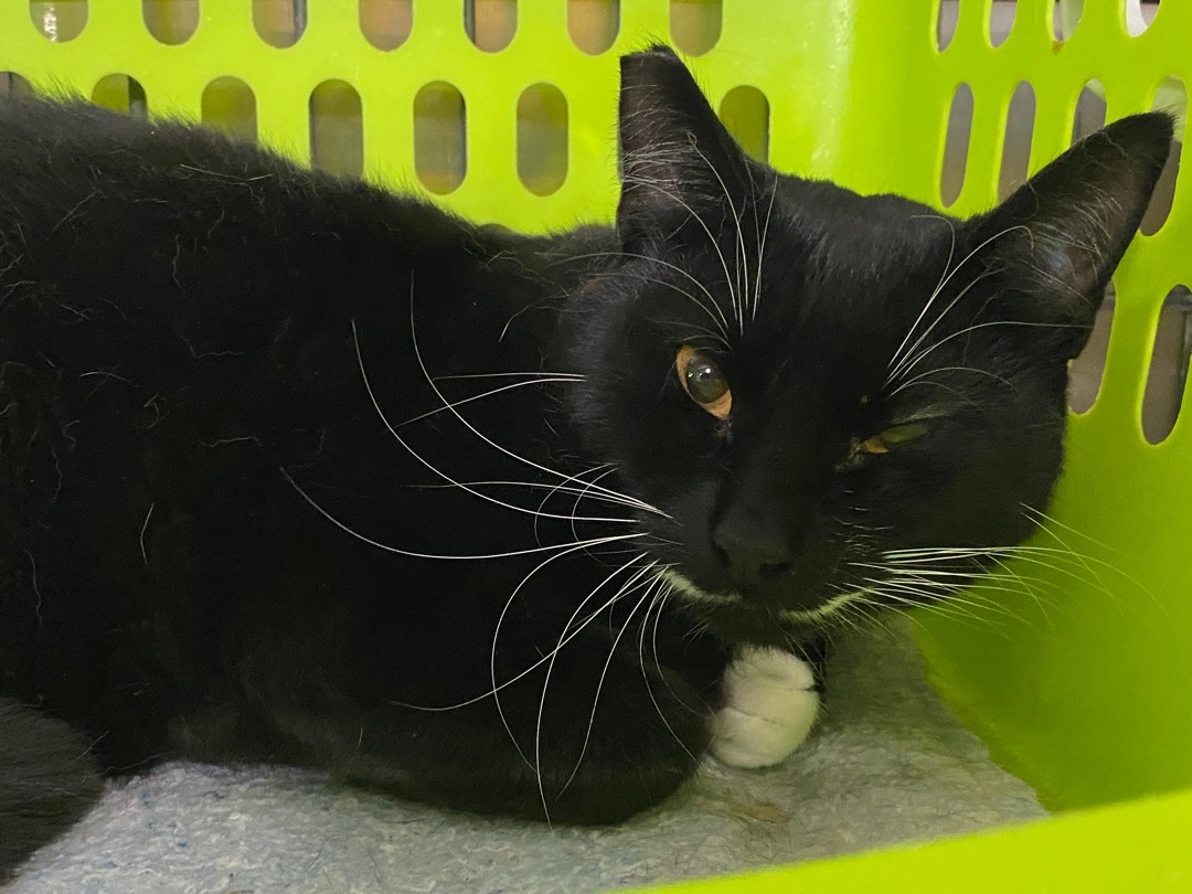 Enlarge Chica, a Adoptable Domestic Short Hair in Okanogan, WA image 3/6