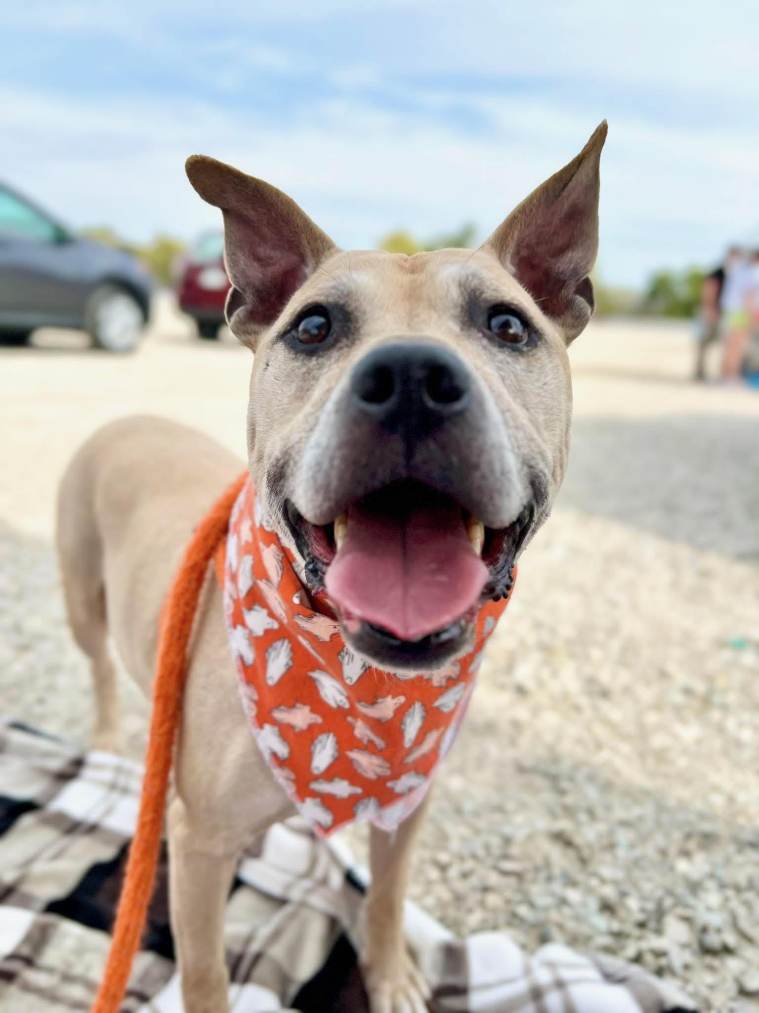 Hyde, a Adoptable mixed breed in INDIANAPOLIS, IN image 1/6