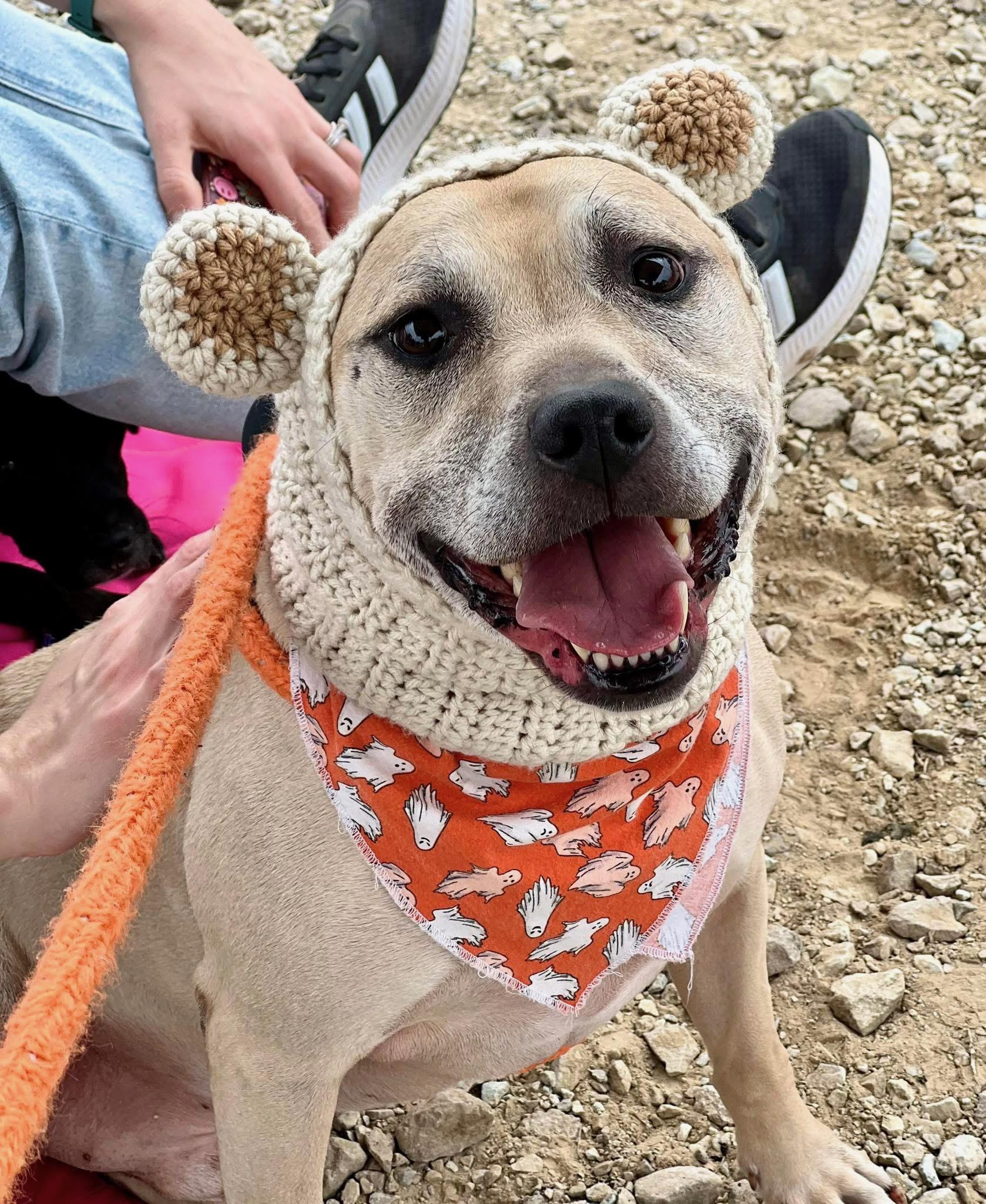 Hyde, a Adoptable mixed breed in INDIANAPOLIS, IN image 4/6