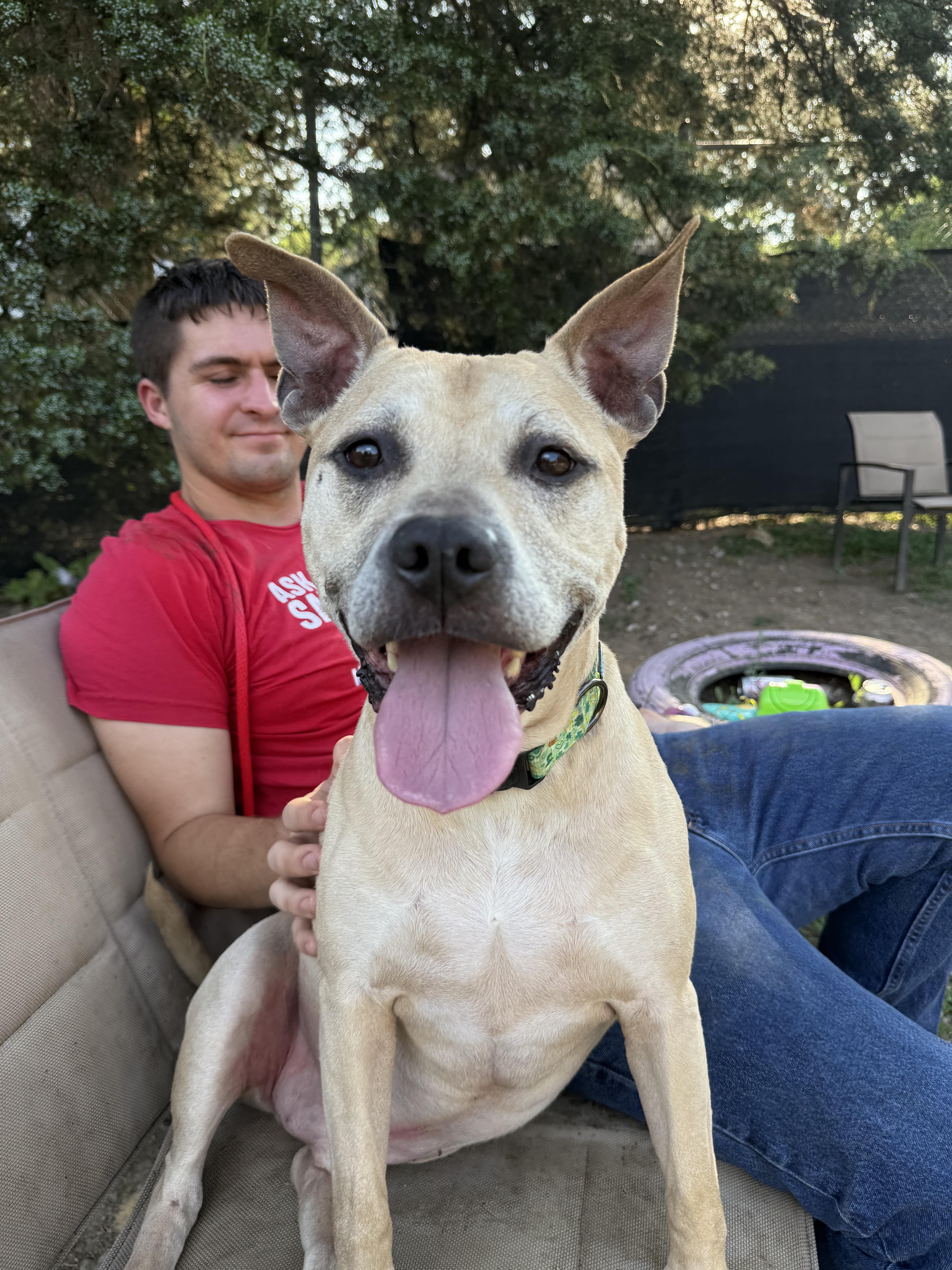 Hyde, a Adoptable mixed breed in INDIANAPOLIS, IN image 5/6