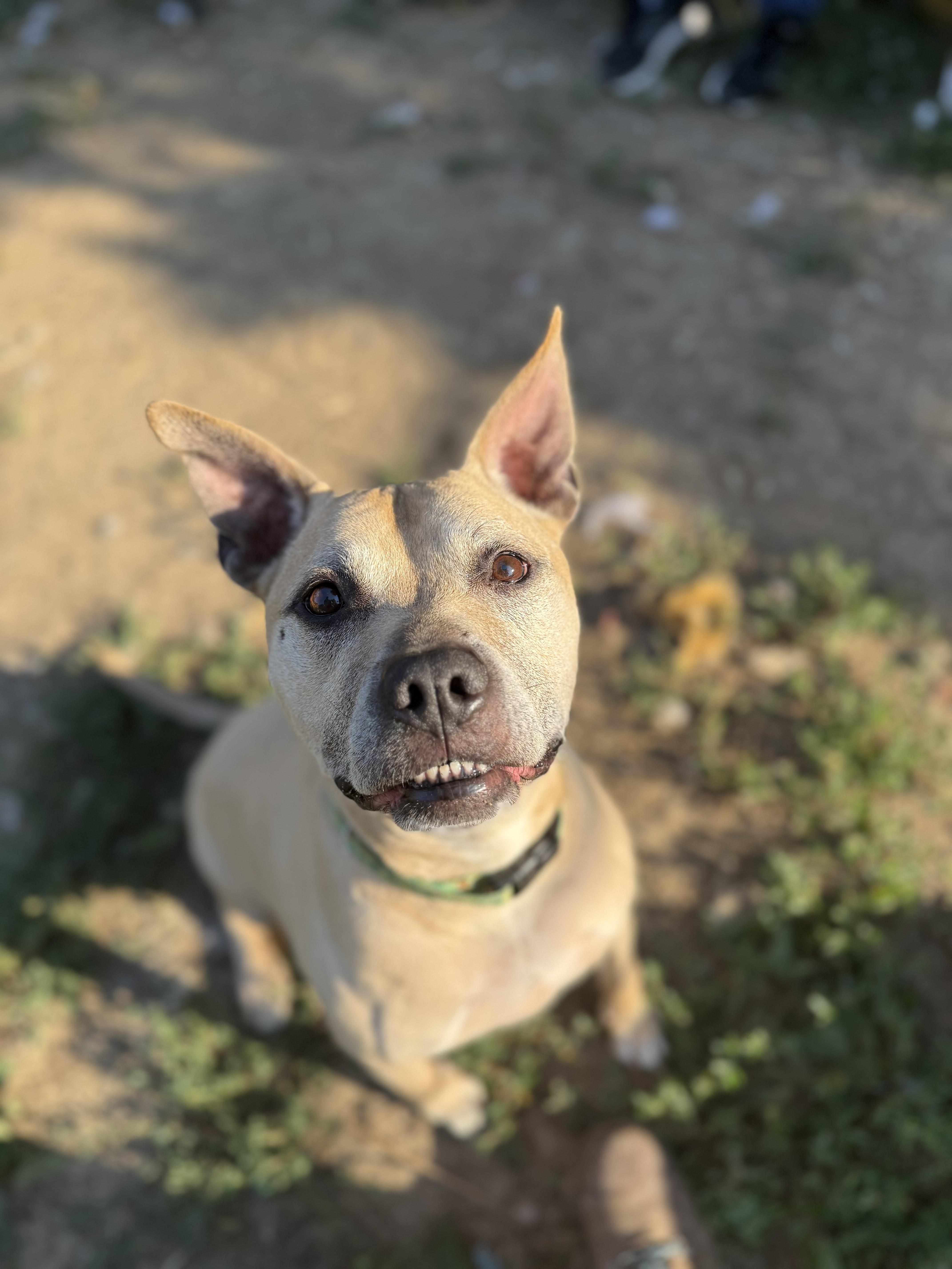 Hyde, a Adoptable mixed breed in INDIANAPOLIS, IN image 3/6