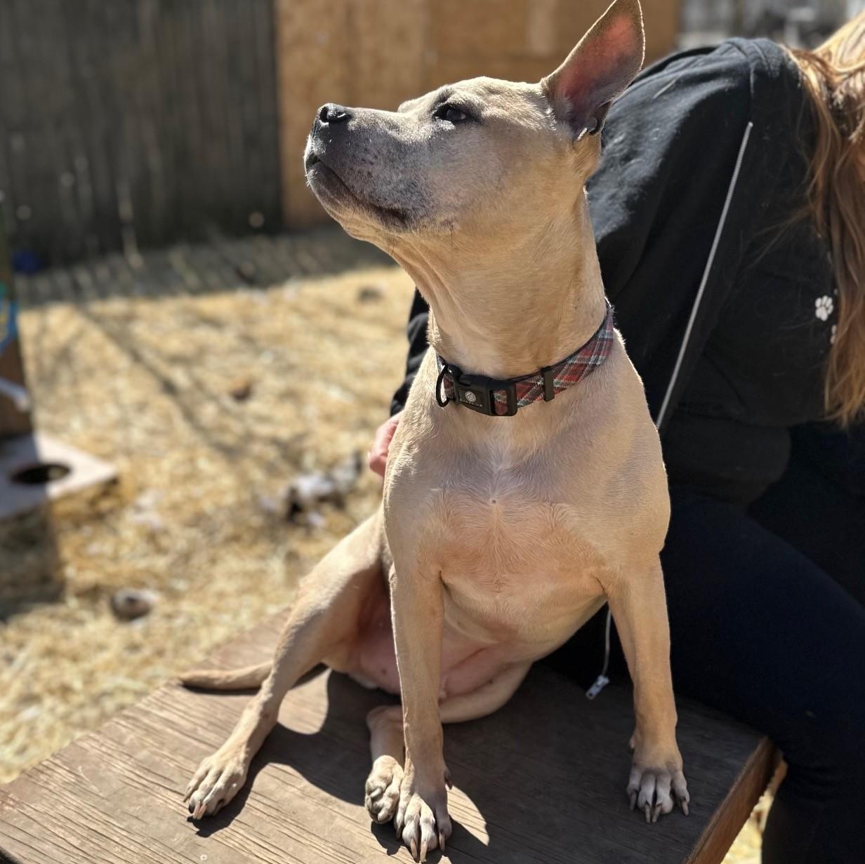 Hyde, a Adoptable mixed breed in INDIANAPOLIS, IN image 6/6