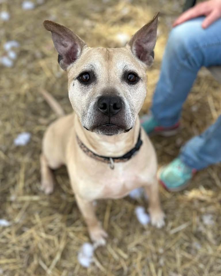 Hyde, Adoptable, Adult Male Pit Bull Terrier.