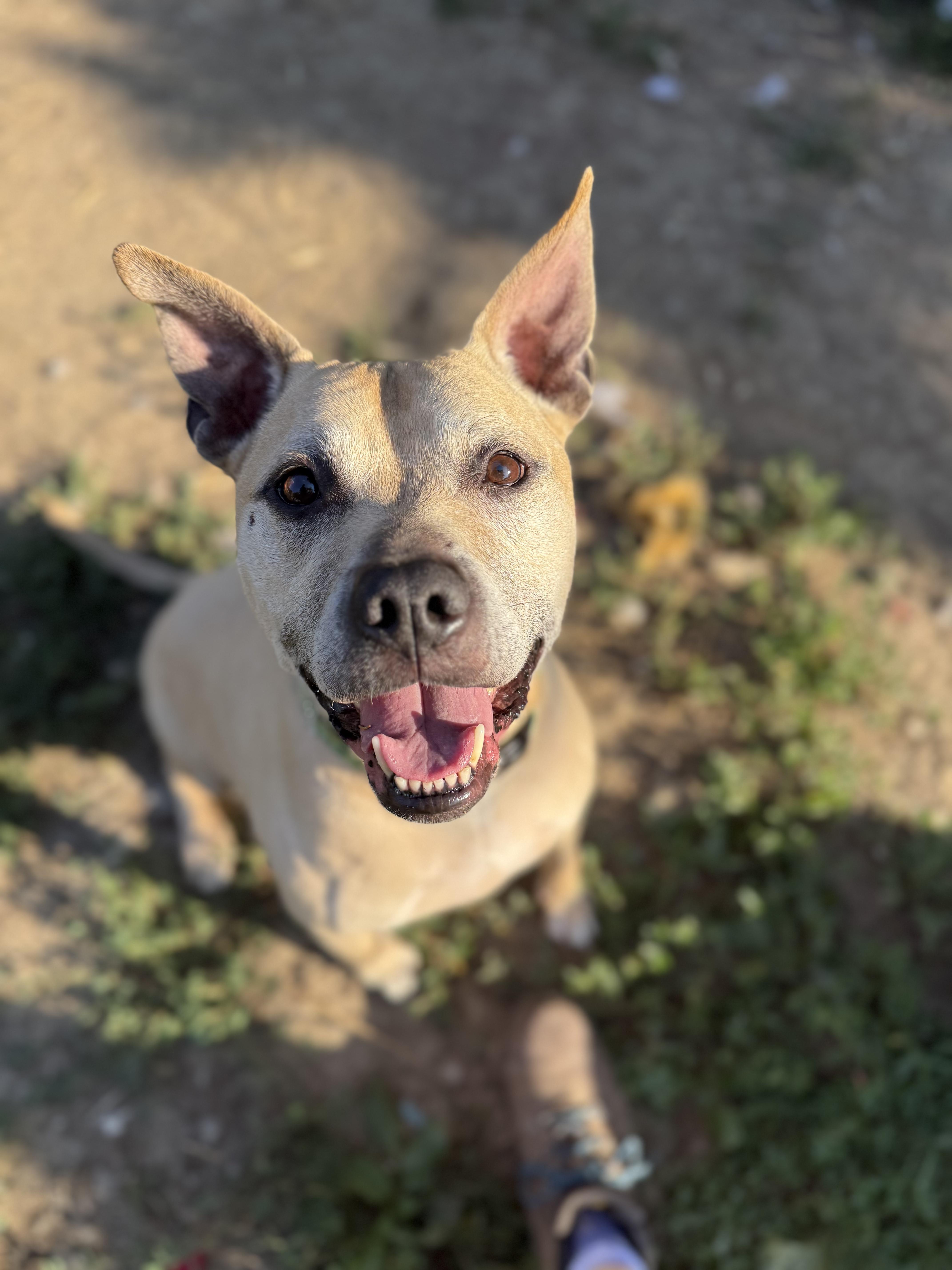 Hyde, Adoptable, Adult Male Pit Bull Terrier.