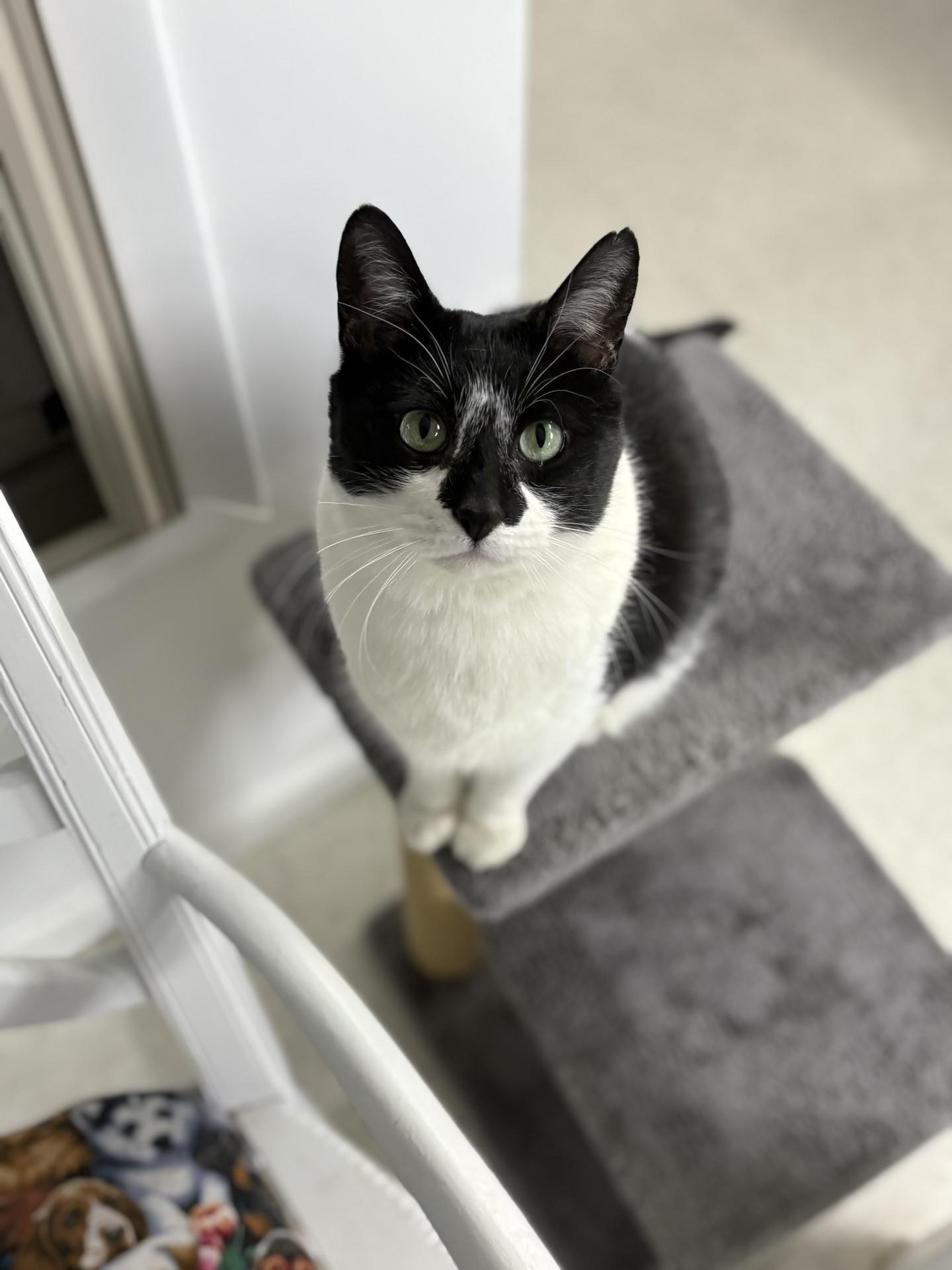 Gordito, ADOPTABLE, Adult Male Domestic Short Hair.