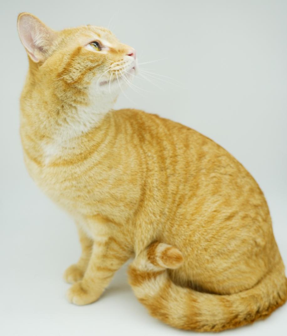 Biskit is the best - will make biscuits all day long!  LOVER CUDDLER PLAYER!  VIDEO!