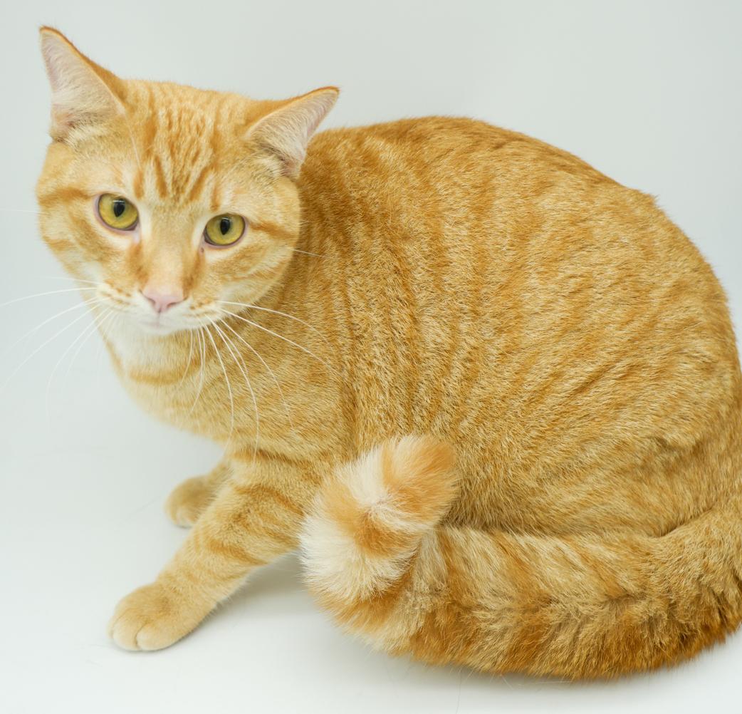 Biskit is the best - will make biscuits all day long!  LOVER CUDDLER PLAYER!  VIDEO!