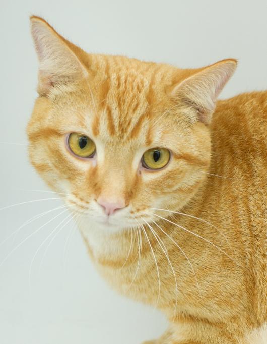 Biskit is the best - will make biscuits all day long!  LOVER CUDDLER PLAYER!  VIDEO!