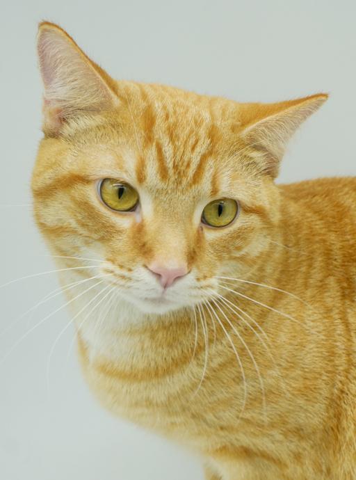 Biskit is the best - will make biscuits all day long!  LOVER CUDDLER PLAYER!  VIDEO!