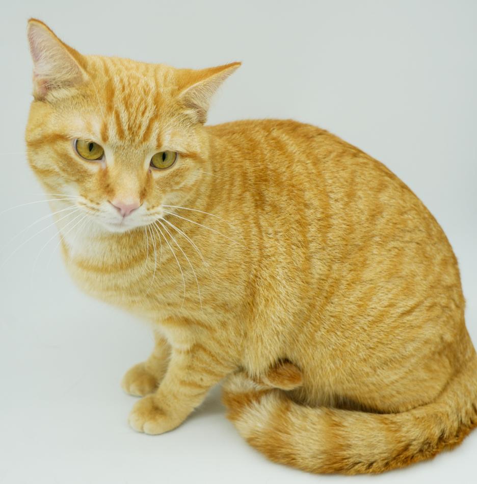 Biskit is the best - will make biscuits all day long!  LOVER CUDDLER PLAYER!  VIDEO!
