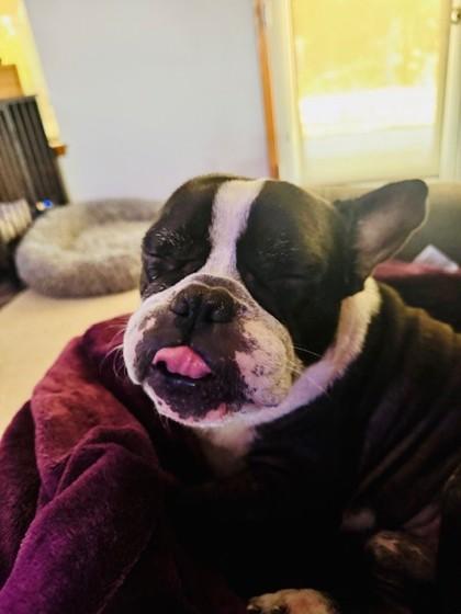 CHATO BOOPINGTON - pending