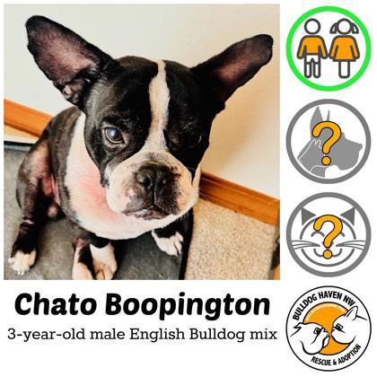 CHATO BOOPINGTON - pending