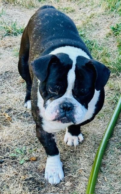 CHATO BOOPINGTON - pending