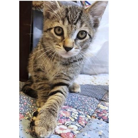 Enlarge Dexter, a ADOPTABLE Tabby in Salt Lake City, UT image 1/3