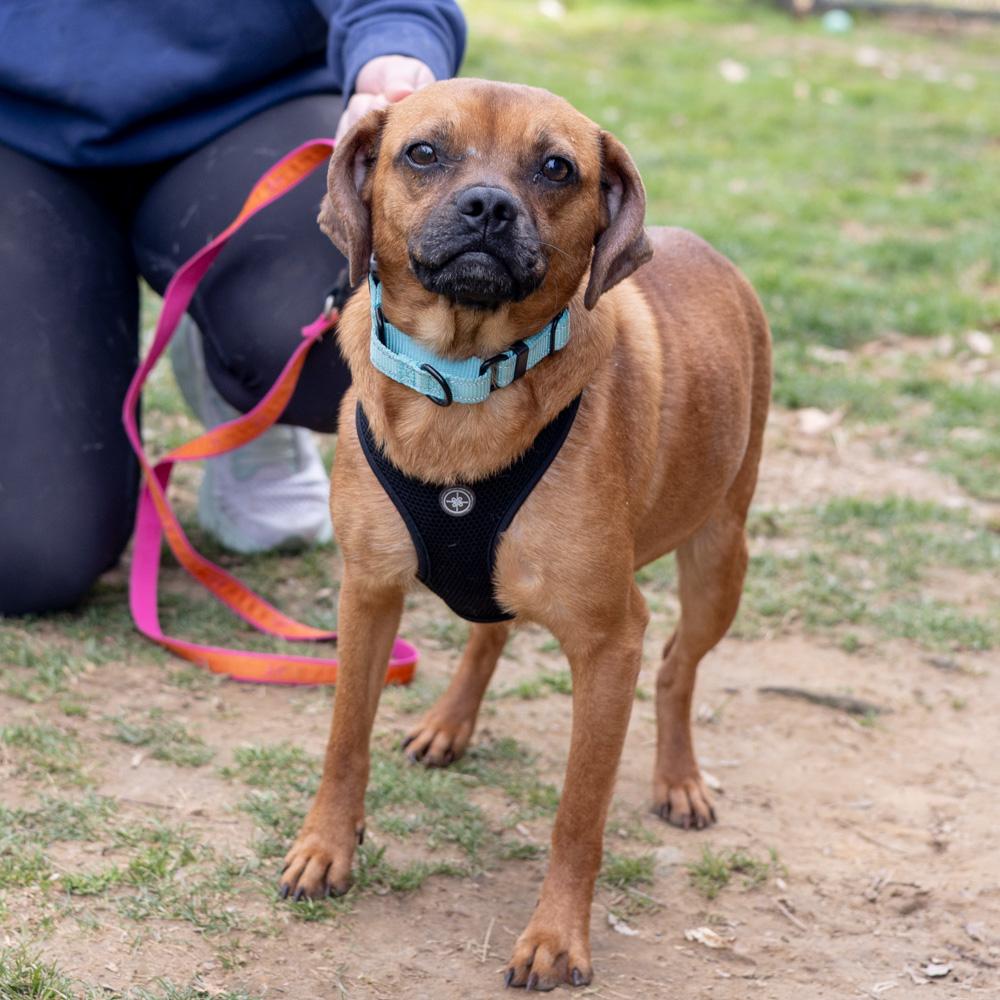 Enlarge Peanut Butter  (Female)  , a Adoptable mixed breed in West Grove, PA image 3/6