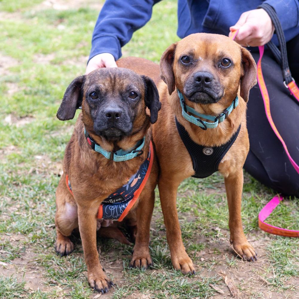 Enlarge Peanut Butter  (Female)  , a Adoptable mixed breed in West Grove, PA image 6/6