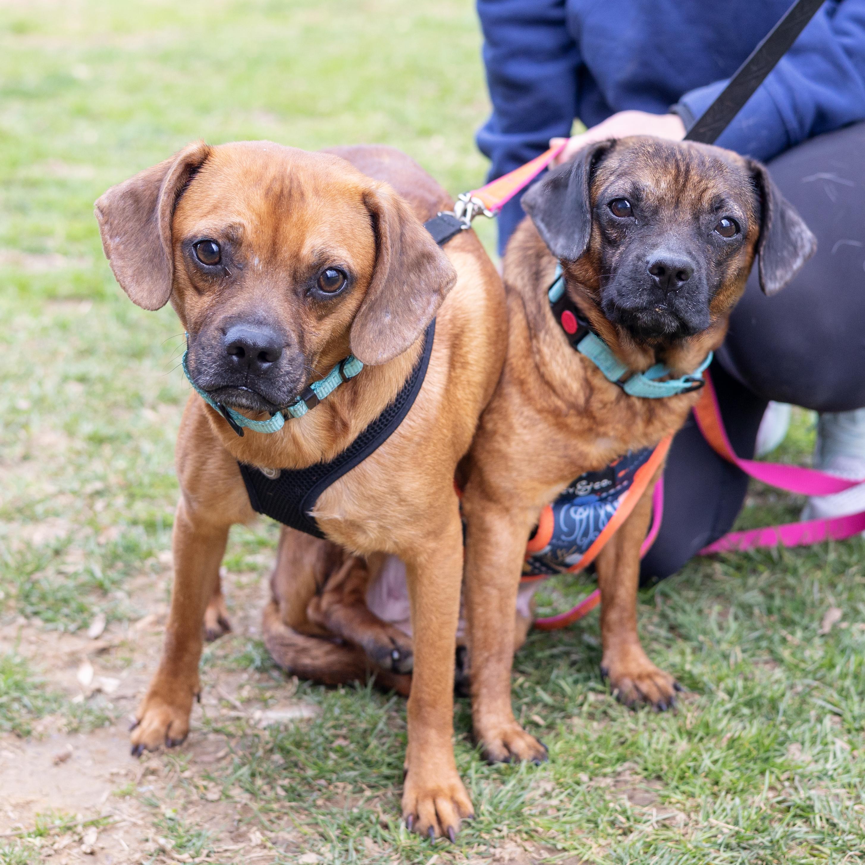 Enlarge Peanut Butter  (Female)  , a Adoptable mixed breed in West Grove, PA image 5/6