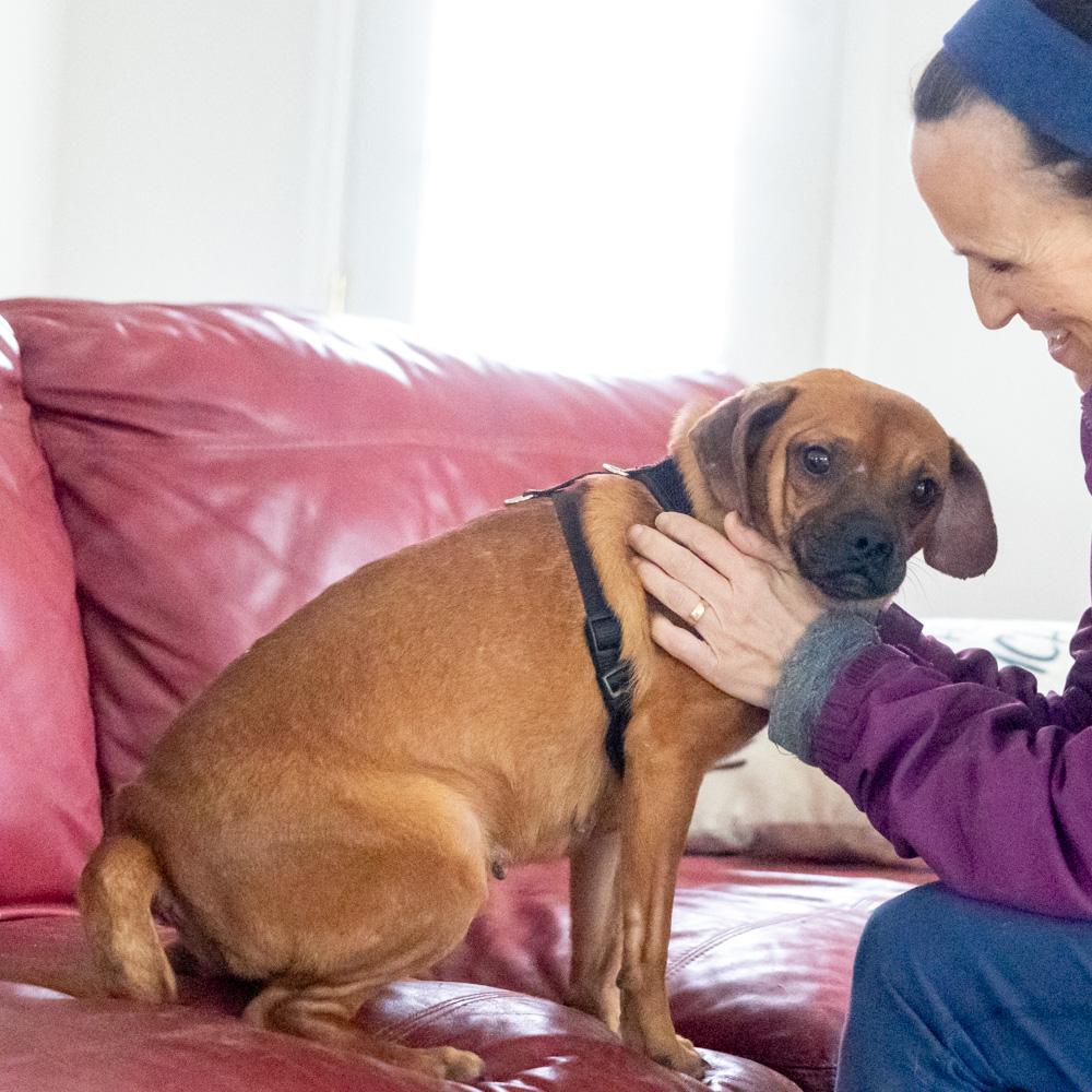 Enlarge Peanut Butter  (Female)  , a Adoptable mixed breed in West Grove, PA image 4/6
